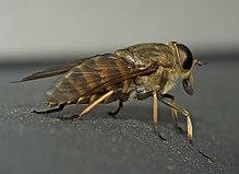 Tabanus sudeticus02.jpg