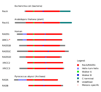 Graphic showing proteins from each domain of life. Each protein is shown horizontally, with homologous domains on each protein indicated by color.