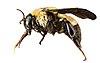 Bombus fraternus, f, ga, baker, side (16429111109) -white background.jpg