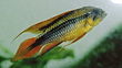 Apistogramma Agassizii.jpg