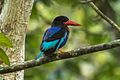 Javan Kingfisher - Meru Bethiri NP MG 6571 (29543573702).jpg