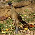 Ortalis ruficauda 1.jpg