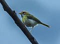 Rufous-faced Warbler - Bhutan S4E0984 (19261554082) (2).jpg