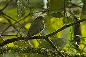 Green Manakin fem - South Ecuador S4E1153 (16638948837).jpg