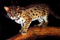 Blacan Indonesia.jpg