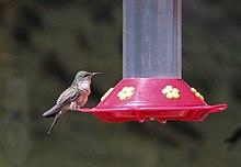 Hummingbird in Cotopaxi National Park.jpg