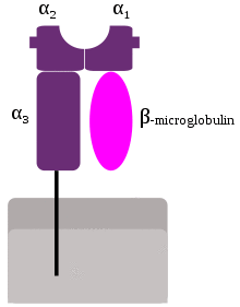 MHC Class 1.svg