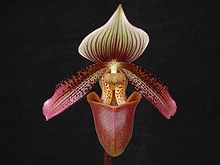 Paphiopedilum ciliolare.jpg