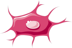 Bone cells - Osteocytes 1 -- Smart-Servier.png