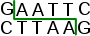 EcoRI restriction enzyme recognition site.svg