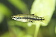 Dwarf Livebearer or Least Killifish (Heterandria formosa).jpg