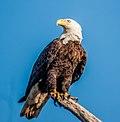 Eagle looking left.jpg