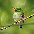 Jamaican tody (Todus todus).jpg