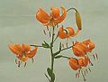 Lilium amabile.jpg