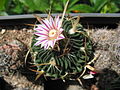 Stenocactus kellerianus.jpg