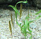 Shrimpfish tenn aquarium.jpg