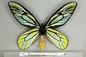A ventral/underside view of an adult male Queen Alexandra's birdwing showing the striking yellow abdomen and black veined wings with yellow and turquoise markings.