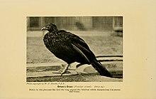 Orton's Guan (Penelope ortoni).jpg