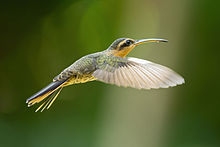 Saw-billed Hermit Ramphodon naevius.jpg