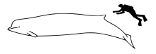 Southern bottlenose whale size.svg
