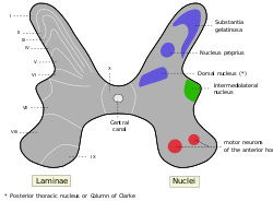 Medulla spinalis - Substantia grisea - English.svg