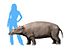 Moeritherium NT small.jpg
