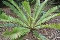 Encephalartos concinnus 5zz.jpg