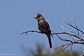 Greater Pewee Reef Townsite CG Carr Canyon Sierra Vista AZ 2017-04-30 10-43-45 (33581995433).jpg