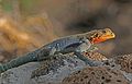 Red-headed rock agama (Agama agama) male.jpg