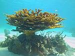 Acropora palmata - elkhorn coral - Bay of Pigs - Cuba.jpg