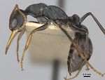 Casent0217500 p 1 high.jpg