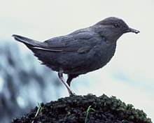 Cinclus mexicanus FWS.jpg