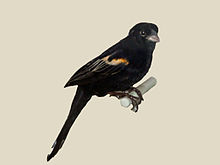 Marsh Widowbird specimen RWD.jpg