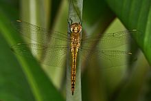Pantala flavescens-Kadavoor-2017-05-04-002.jpg