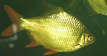 Tinfoil Barb 700.jpg