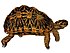 Psammobates geometricus 1872 white background.jpg