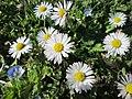 20190319 Bellis perennis 3.jpg