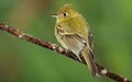 Empidonax-flavescens-001.jpg