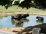 Heck cattle 001.jpg