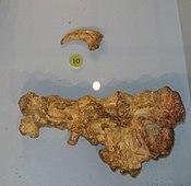 Variraptor mechinorum 2.jpg