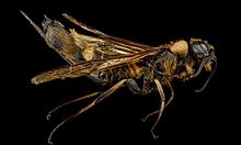 Eriotremex formosanus, F, side, Blount County, Tennessee 2013-02-05-14.27.09 ZS PMax (8454130937).jpg