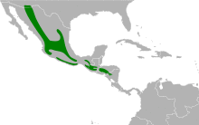 Megascops trichopsis map.svg