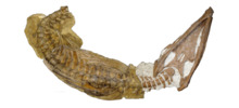 USNM 4989 - Brachauchenius lucasi holotype (in original position).png