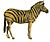 Equus quagga (white background).jpg