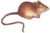 Pallas Sicista betulina 1778-79 white background.png