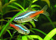 Neonka obecna paracheirodon innesi.jpg