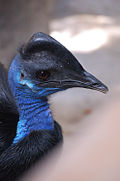 Casuarius bennetti -Avilon Zoo, Rodriguez, Rizal, Philippines-8a.jpg