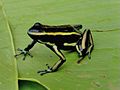 Dendrobates truncatus.jpg