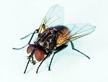 Common house fly, Musca domestica.jpg