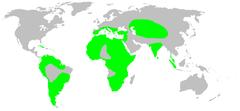 Distribution.palpimanidae.1.png